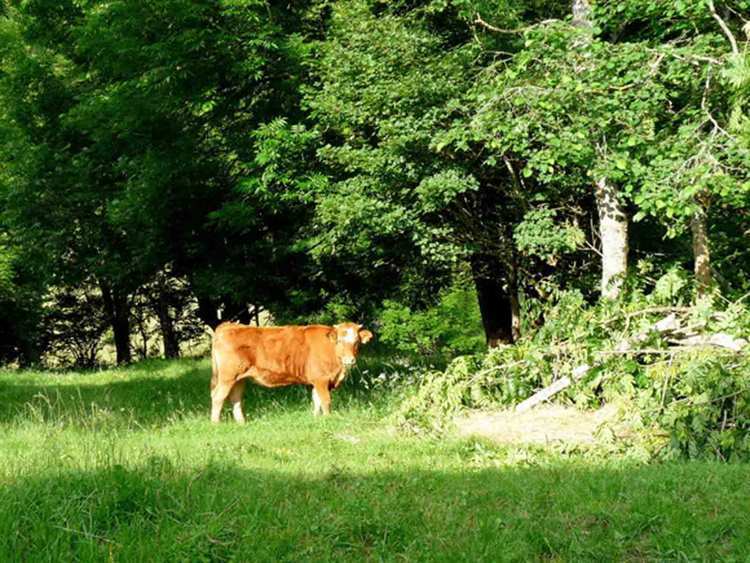 jolie vache à Rencurel