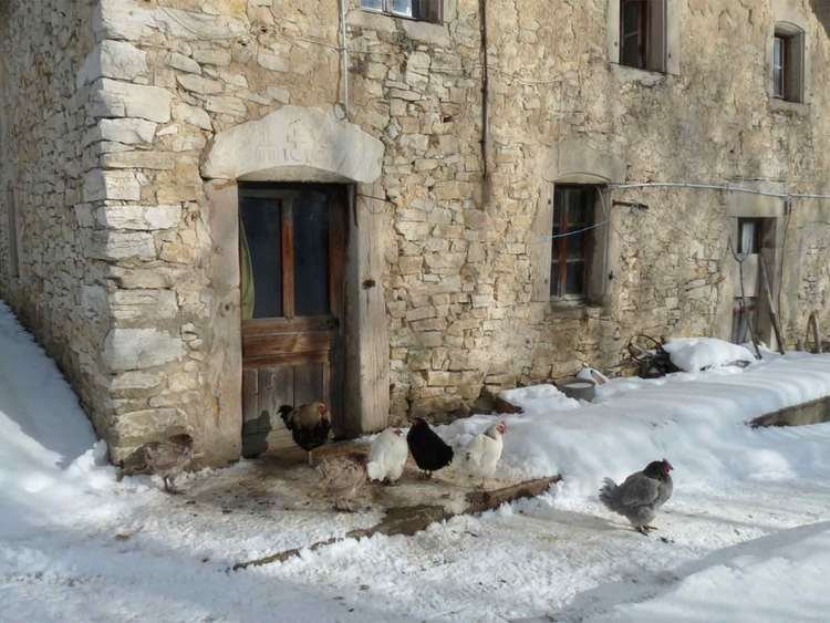 poules au hammeau des Glénats