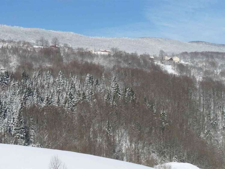 la forêt des coulmes
