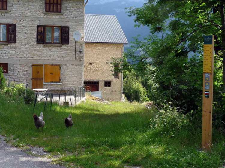 la parade des poules