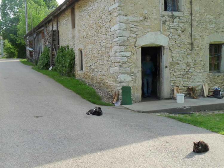 les chats au paradis