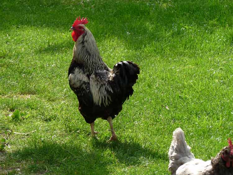 batisses au hammeau des Glénats