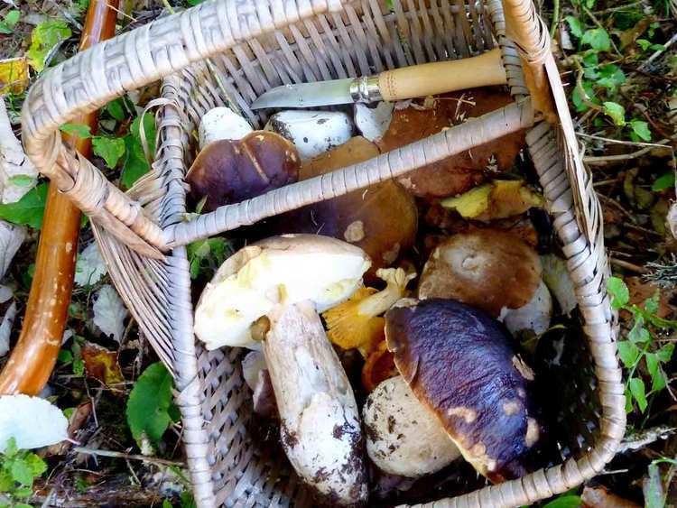 Cueillette des champignons dans les Coulmes à Rencurel dans le Vercors