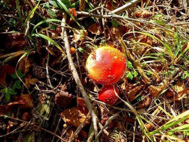 Amanite tue-mouches