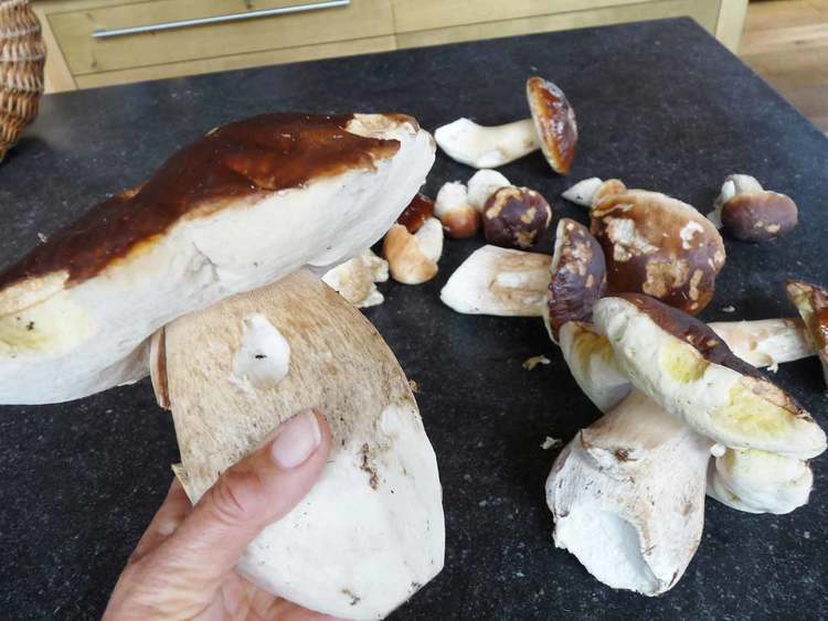 énorme Cèpes