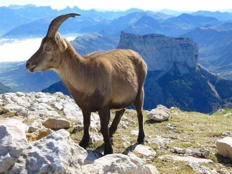 Bouquetin des hauts plateaux du Vercors